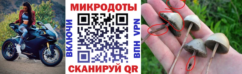 Псилоцибиновые грибы Psilocybe  цены   Нурлат 